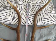 Grajewo ogłoszenia: Sprzedam waga 6,84 cena do uzgodnienia - zdjęcie