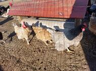 Grajewo ogłoszenia: Sprzedam drób tj;czubatki, silki, koguty duże.  Więcej... - zdjęcie