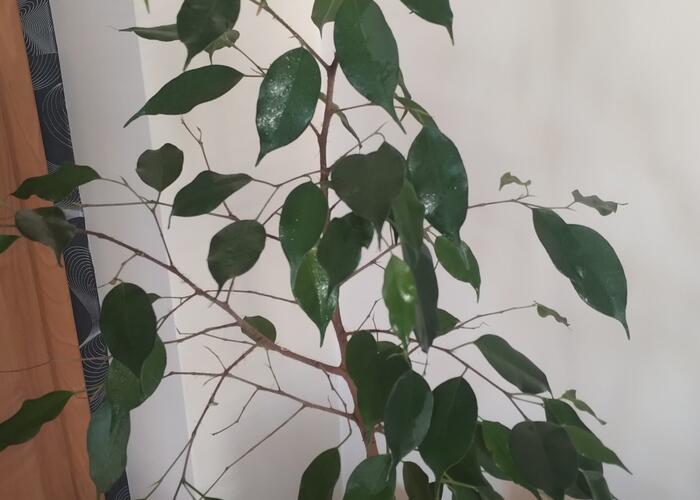 Grajewo ogłoszenia: Sprzedam benjamina widocznego na zdjęciu ,ok 1 m wysokości ,bez...