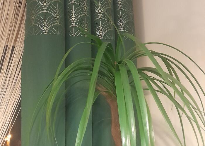 Grajewo ogłoszenia: Na sprzedaż trzy ładne zasłony,  kolor butelkowa zielen ze...